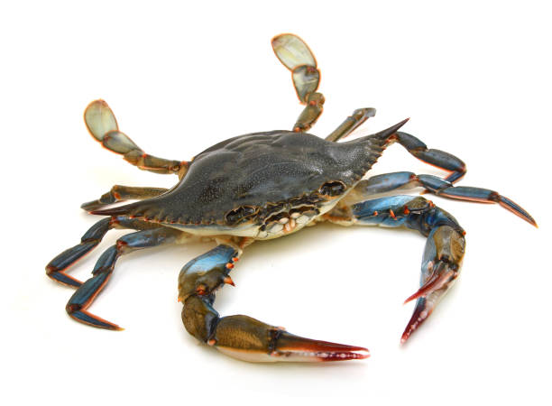 Blue Swimming Crab