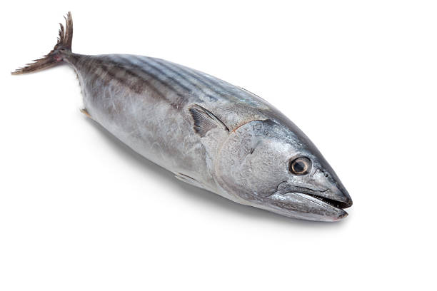 Atlantic Bonito
