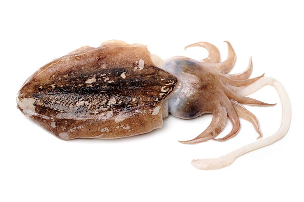 Cuttlefish