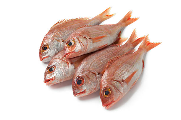 Dentex Angolais