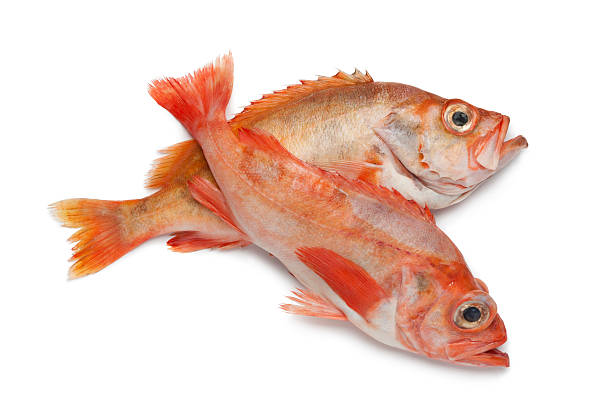Demersal Fish