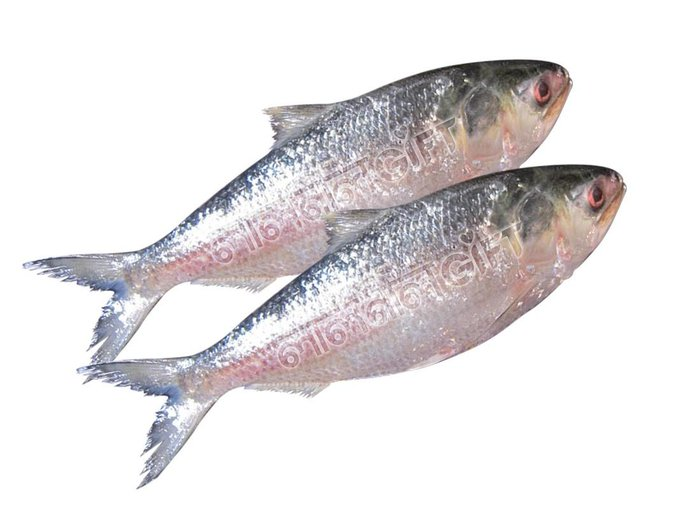 Dotted Gizzard Shad