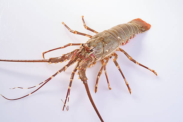 Green Spiny Lobster