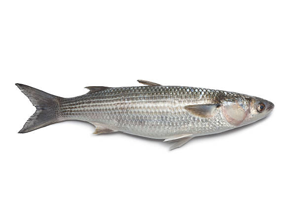 Grey Mullet