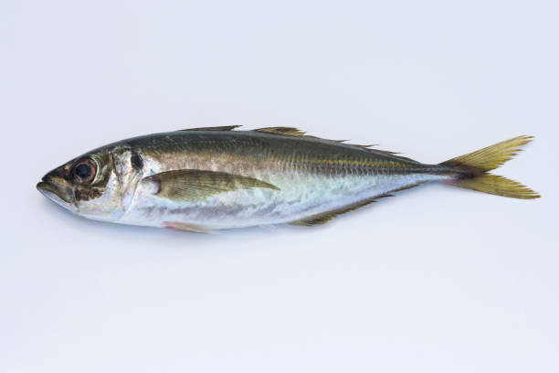 Horse Mackerel