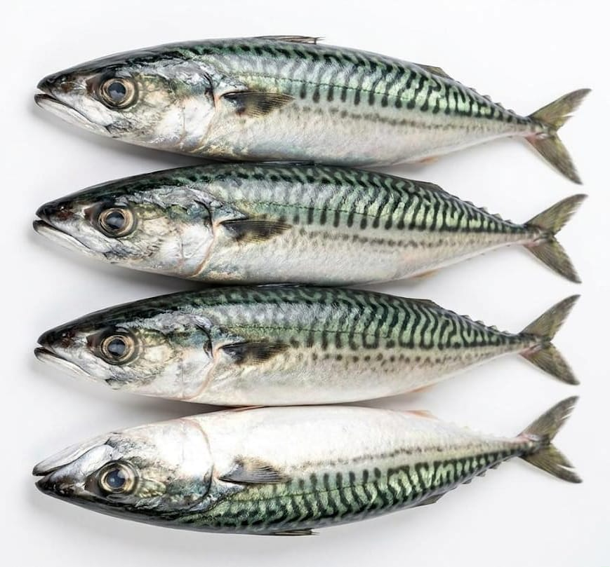  Mackerel