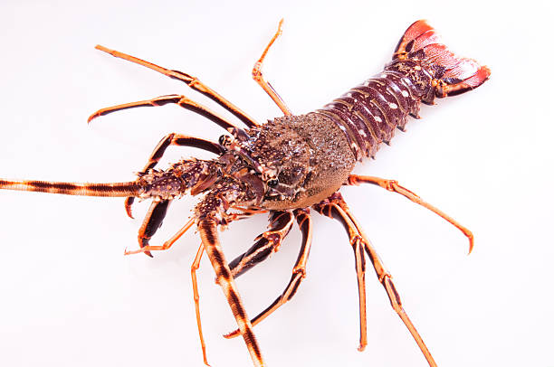 Pink Spiny Lobster