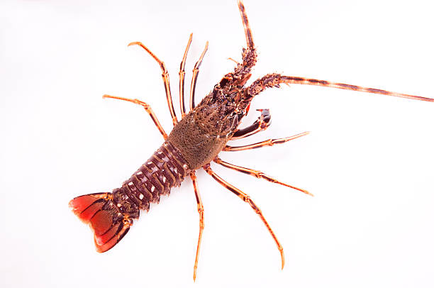 Crustaceans