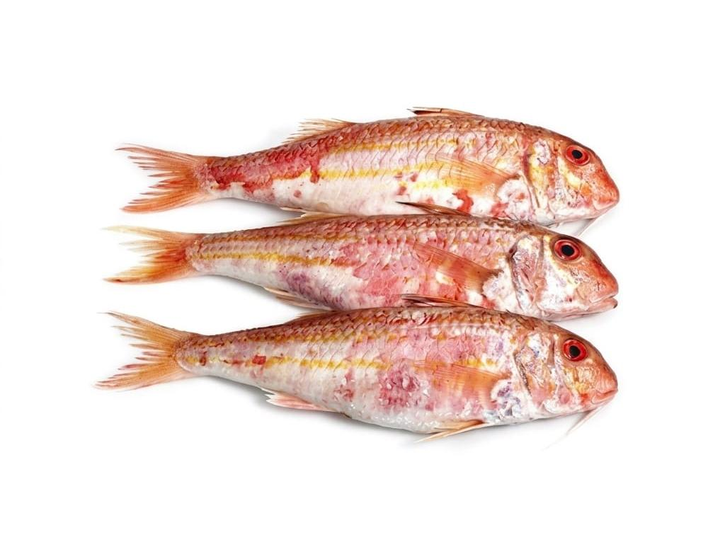 Red Mullet