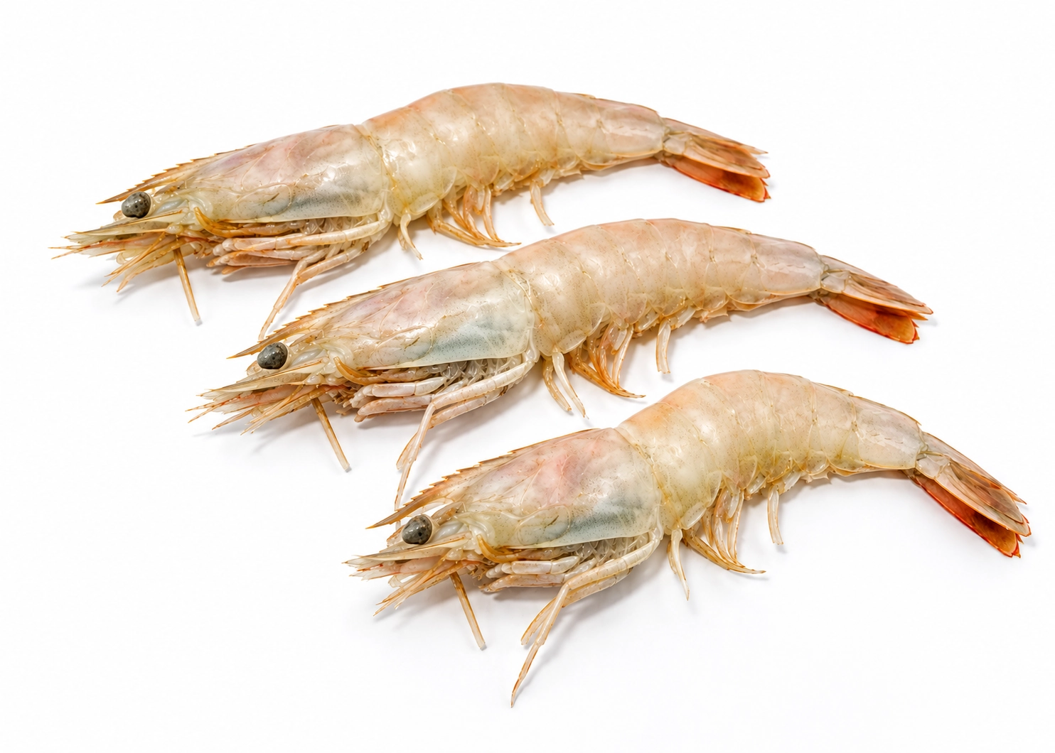 Southern Pink Shrimp