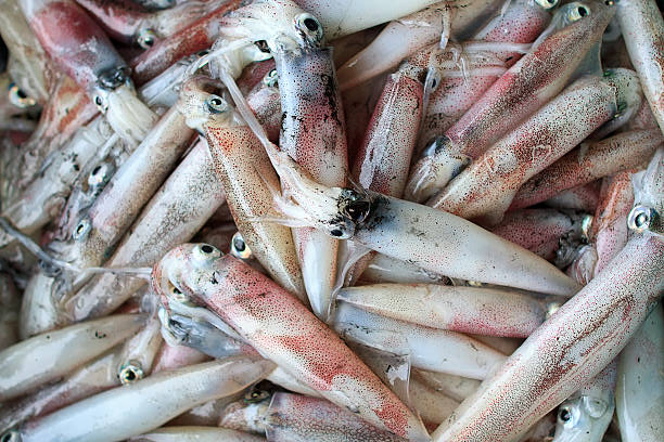 Squid