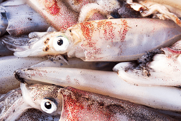 Cephalopods