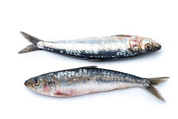 Sardine