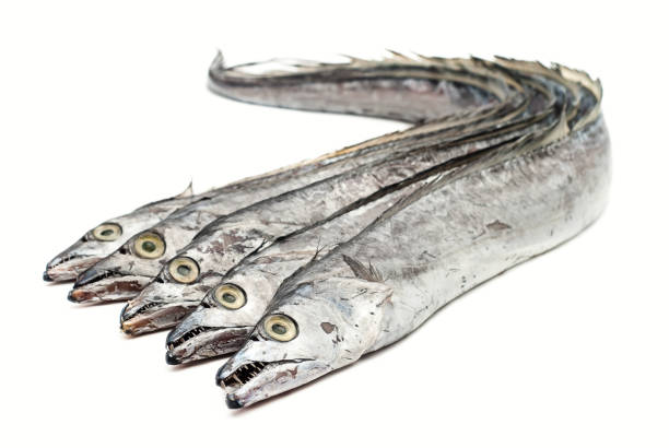 Pelagic Fish