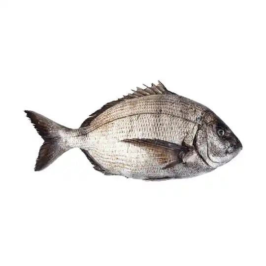 Sargo